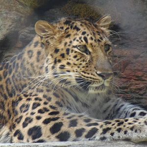 Predators- New Amur Leopard