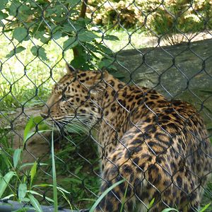Predators- New Amur Leopard