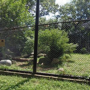 Predators- Amur Tiger Exhibit #1