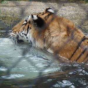 Predators- Viktor's Pool Party