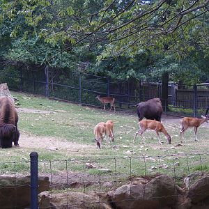 North American Plains- The Gang's All Here