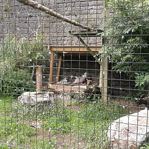 Griffon vulture aviary