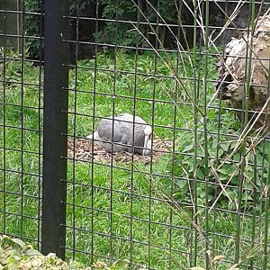 Incubating Sarus crane