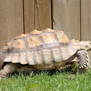 African spurred tortoise