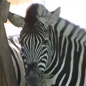 Chapman zebra