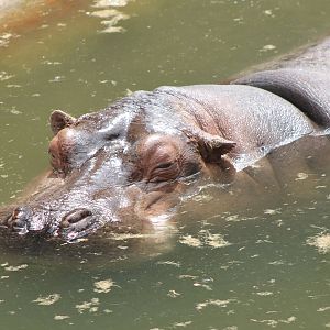 Hippo