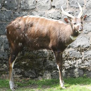 Sitatunga male
