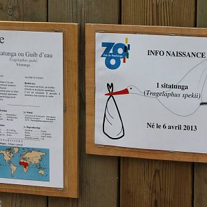 Birth-sign Sitatunga