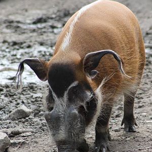 Red river hog