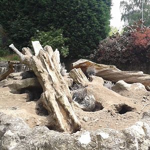 Enclosure African crested porcupines