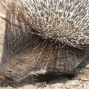 African crested porcupine