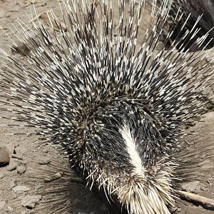 African crested porcupine - backside....