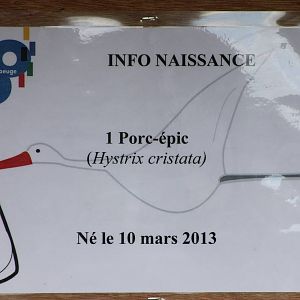 Birth-sign African crested porcupine