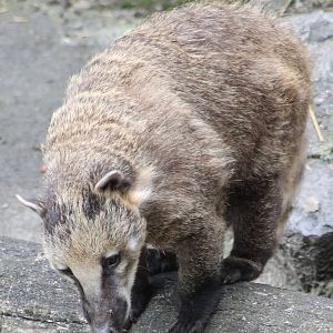 Coati