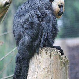 White-faced saki male