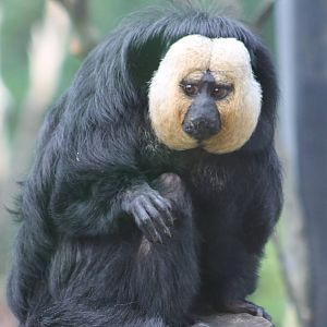 White-faced saki male