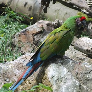 Mexican military macaw