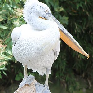 Dalmatian pelican