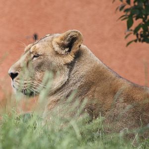 Indian lioness