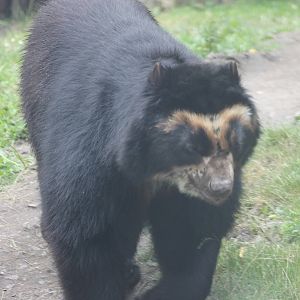 Andean bear