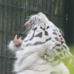 White tiger