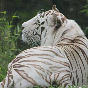 White tiger