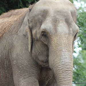 Asian elephant