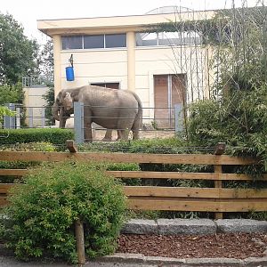 Asian elephant enclosure
