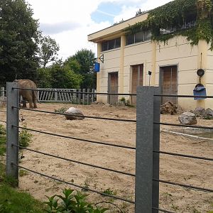 Asian elephant house and enclosure