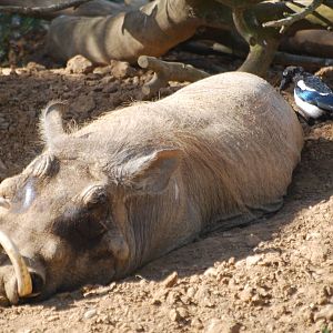 Warthog and magpie