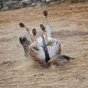 Dust-rolling zebra