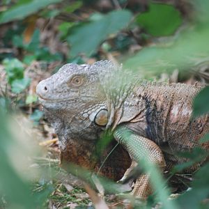 Outdoor green iguana