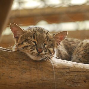 Geoffroy's cat