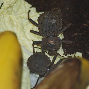Fregate Island giant beetles