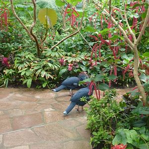 Butterfly Pavilion 23.6.13