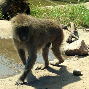 Olive Baboon