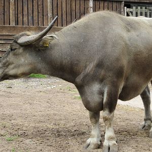 asiatic water buffalo 120813