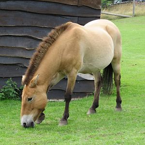 przewalskis horse 120813