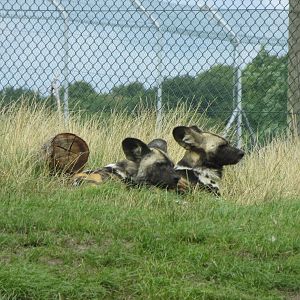 african hunting dogs 120813