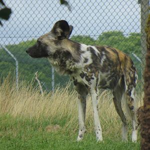 african hunting dog 120813