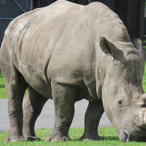 white rhinoceros 120813