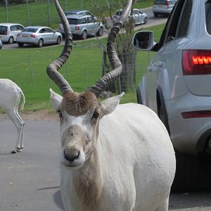 addax 120813