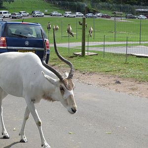 addax 120813