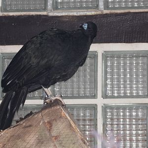 Wattled Guan (Aburria aburri) October 2011