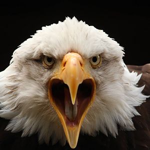 Bald eagle, August 2013