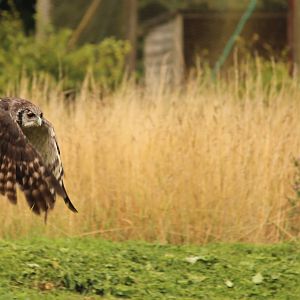 Milky eagle owl, August 2013