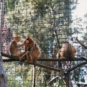 Golden snub nosed monkey (Rhinopithecus roxellana) 1988