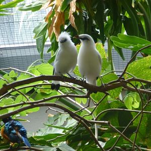Bali Myna / Starling 23.6.13