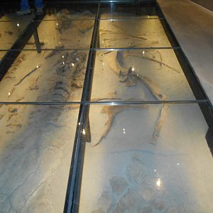 Gryposaurus under floor
