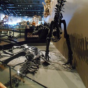 Dinosaur hall